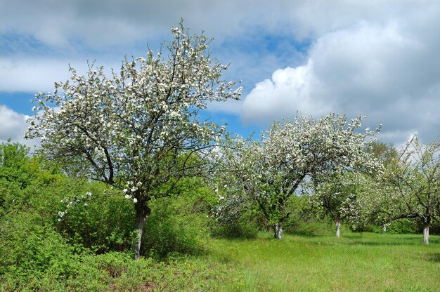 Verschillende bloeiende appelbomen