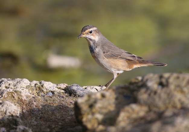 Verschillende bluethroats (Luscinia svecica) in winterkleed zijn close-up geschoten op riet, stenen en aan de oever van een vijver tegen een mooie onscherpe achtergrond