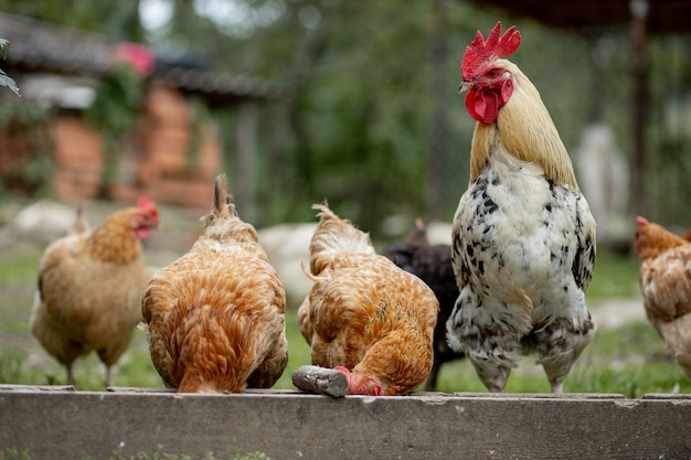 Verschillende boerderijkippen eten wat maïs op het platteland