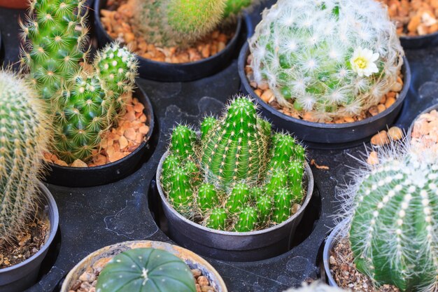 Verschillende cactus planten in de tuin