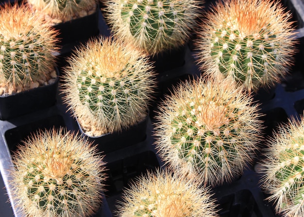 Verschillende cactusplanten selectieve focus