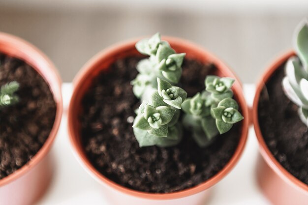 Verschillende cactussen en vetplanten in potten