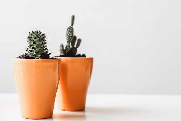 Verschillende cactussen en vetplanten in potten