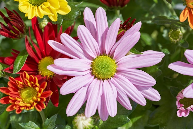 Verschillende chrysanten in een boeket.