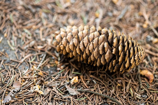 Verschillende dennenappels op de grond gevallen in het bos in een zomerdag