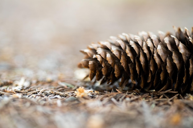 Verschillende dennenappels op de grond gevallen in het bos in een zomerdag