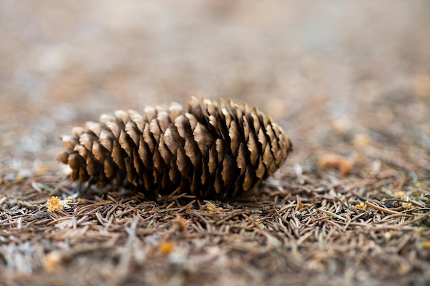 Verschillende dennenappels op de grond gevallen in het bos in een zomerdag