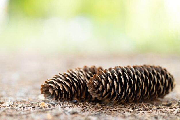 Verschillende dennenappels op de grond gevallen in het bos in een zomerdag