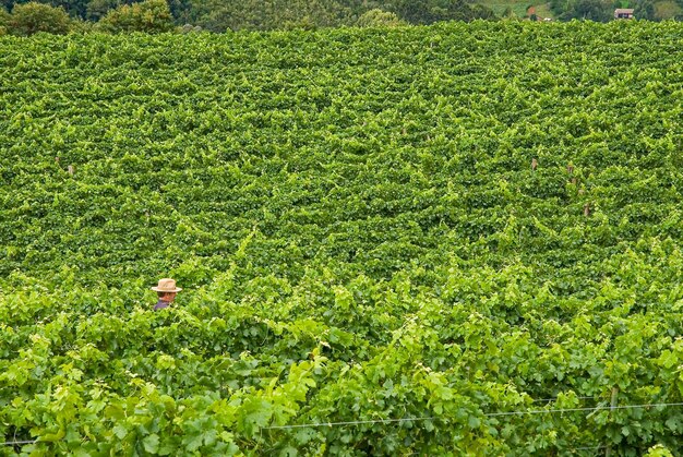 Verschillende druivenrassen klaar om te worden geoogst in de wijngaarden in het land van Santa Catarina, Brazilië