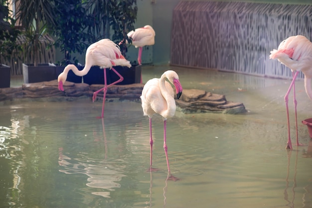 Verschillende flamingo's in het water