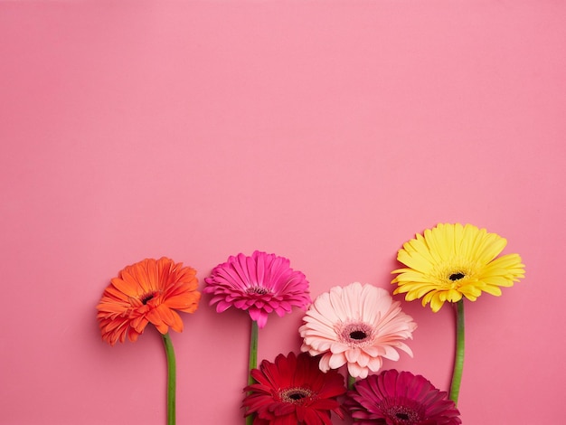 Verschillende gekleurde gerberabloemen Bovenaanzicht op roze achtergrond met kopieerruimte
