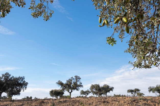 Verschillende groene en bruine eikels hangen in de vroege herfst aan de takken van een eik