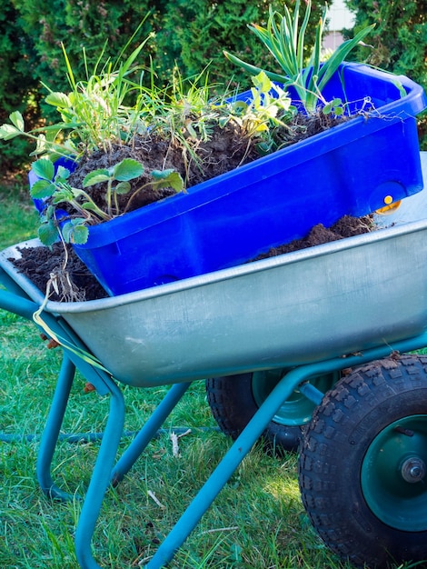 Verschillende groene planten in tuinkarren met lentetuinwerken Een tuinmanskar