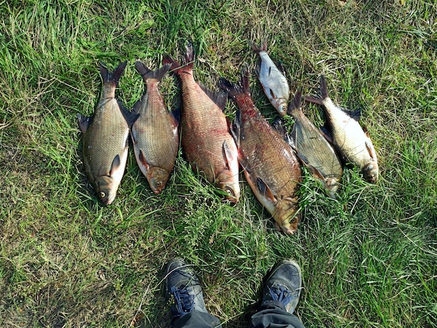 Foto verschillende grootte bramen op groen gras succesvolle visserij rijke vangst