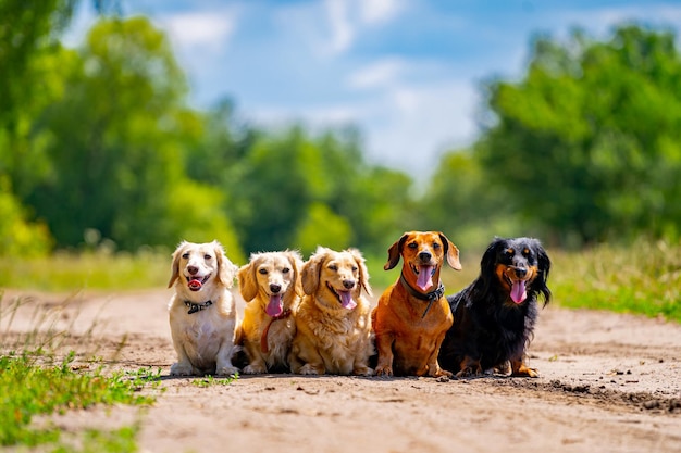 Verschillende hondenrassen zitten in de rij op de achtergrond van de natuur Schattige huisdieren lopen
