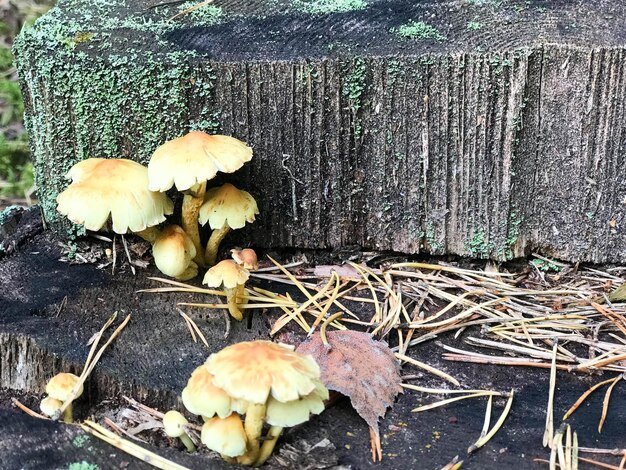Verschillende houtachtige heerlijke paddenstoelen op de boomstam van een boomstam bedekt met natuurlijk groen mos