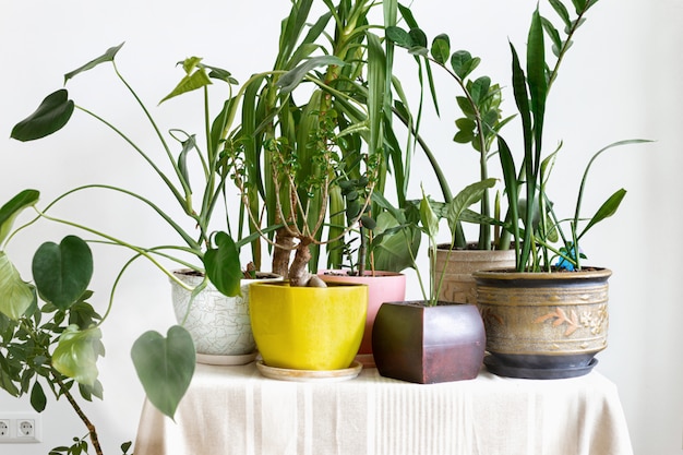 Verschillende kamerplanten op een tafel in een wit interieur. Home jungle concept