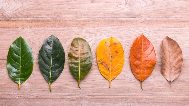 Verschillende kleuren en leeftijd van bladeren van de jackfruitboombladeren