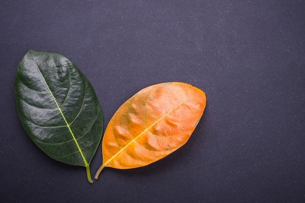 Verschillende kleuren en leeftijd van bladeren van de jackfruitboombladeren