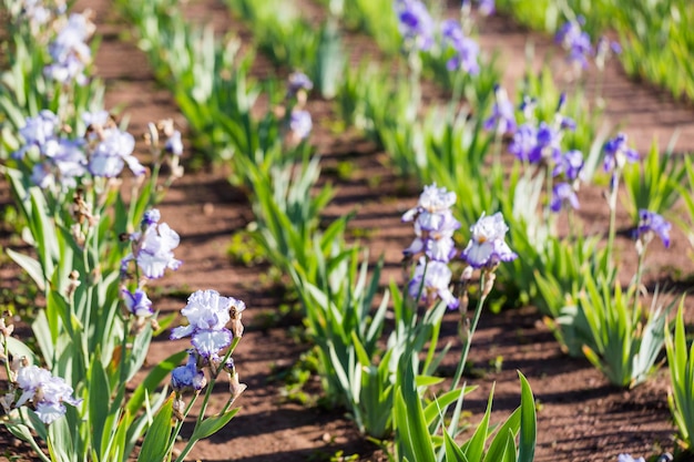 Verschillende kleuren iris in bloeiende tuin begin juni.