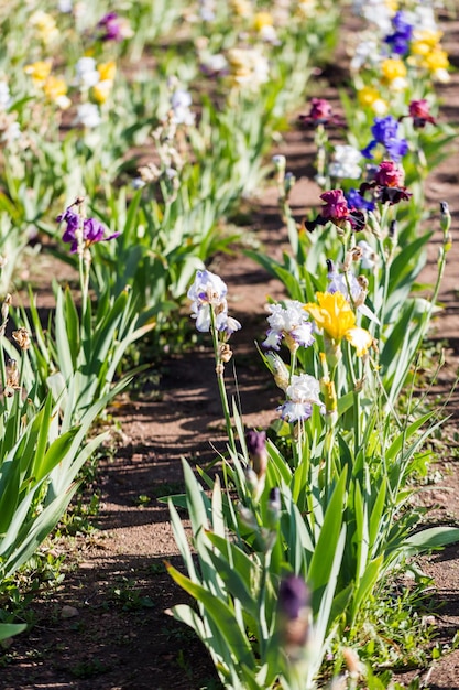 Verschillende kleuren iris in bloeiende tuin begin juni.