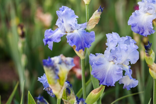 Verschillende kleuren iris in bloeiende tuin begin juni.