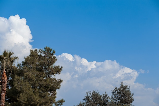 Verschillende kronen van de bomen in het bos tegen de blauwe lucht met prachtige wolken