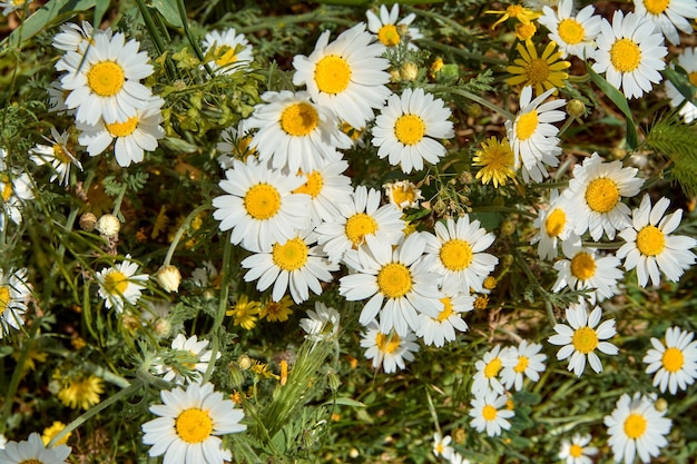 Verschillende madeliefjes in de tuin close-up