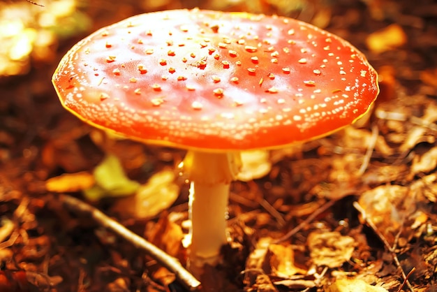 Verschillende paddenstoelen op de open plek