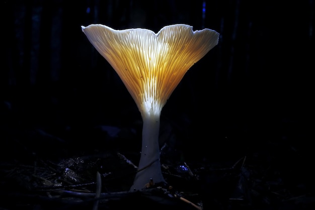 Verschillende paddestoelen op de open plek.