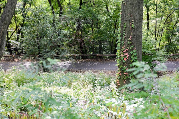 Verschillende planten bloemen en bomen op recreatiegebieden in Central Park Manhattan New York City New York USA