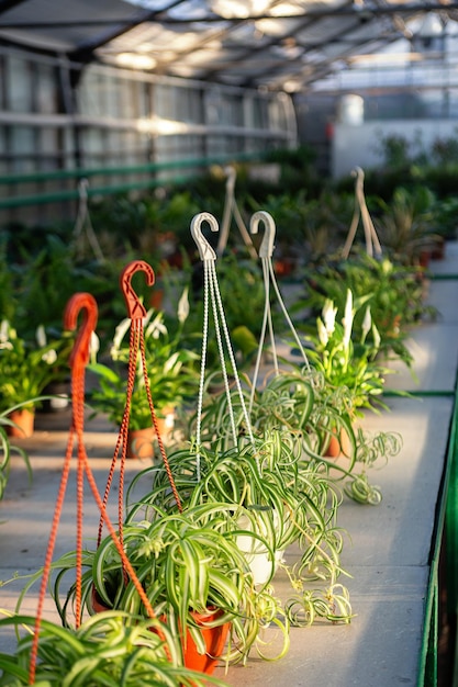 Foto verschillende planten in sierbloempot t de kasverticale fotografie