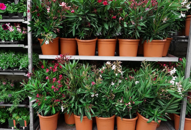 Verschillende planten op planken in de winkel