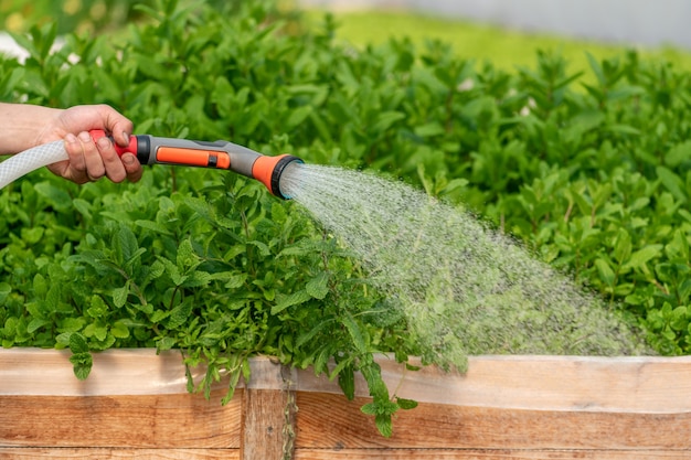 Verschillende planten water geven in de serre tuin