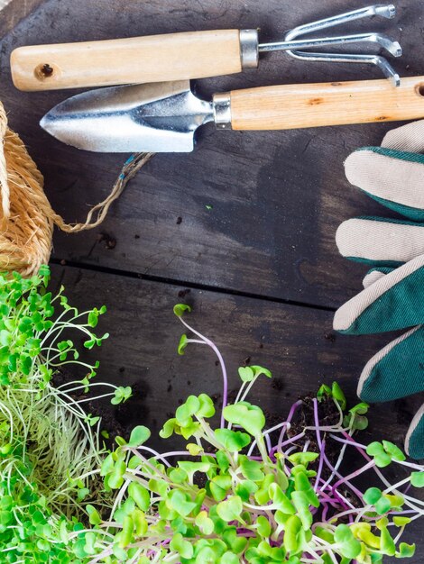 Foto verschillende pot met microspruiten tuingereedschap in pot planten bovenaanzicht