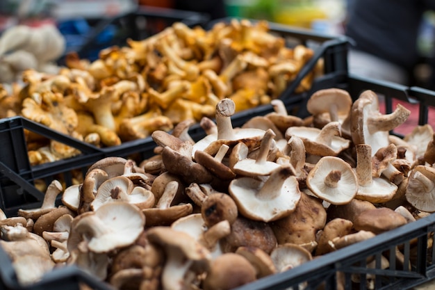 Verschillende rauwe paddestoelen