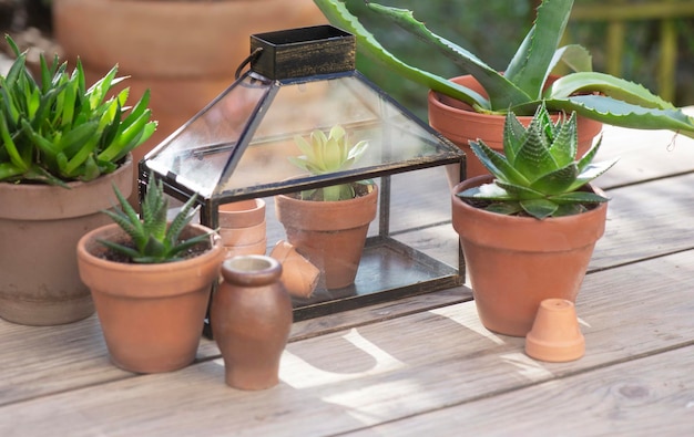 verschillende sappige planten in bloempotten met een mini-kas op een houten tafel