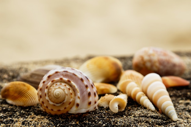 Verschillende schelpen en zand