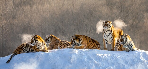 Verschillende Siberische tijgers op een besneeuwde heuvel tegen de achtergrond van winterbomen. Siberische tijgerpark.