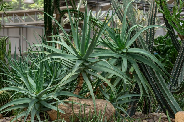 Foto verschillende soorten cactus in het glazen huis
