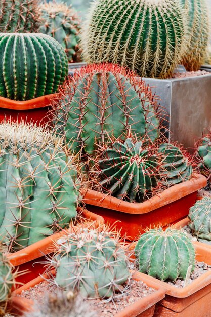 Verschillende soorten cactussen in een kas