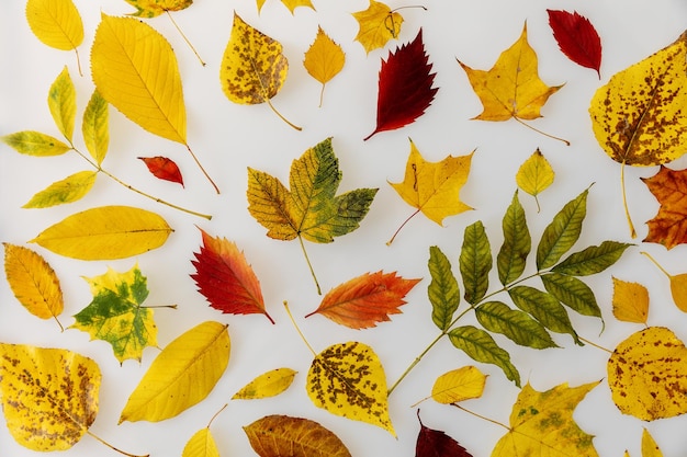 Verschillende soorten herfst kleurrijke bladeren op een witte achtergrond.