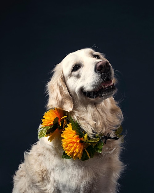 Foto verschillende soorten hondendieren met fotomodelleringsactie