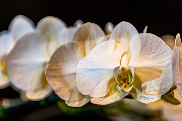 Verschillende soorten kleurrijke orchideeën geproduceerd in Brazilië