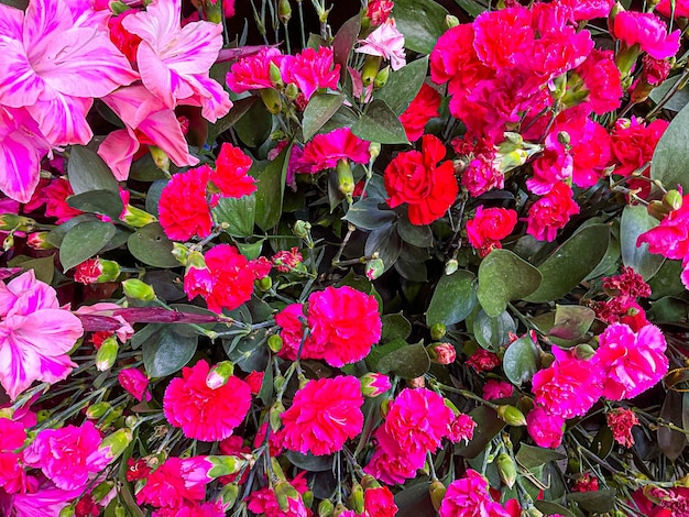 Verschillende soorten natuurlijke bloemen