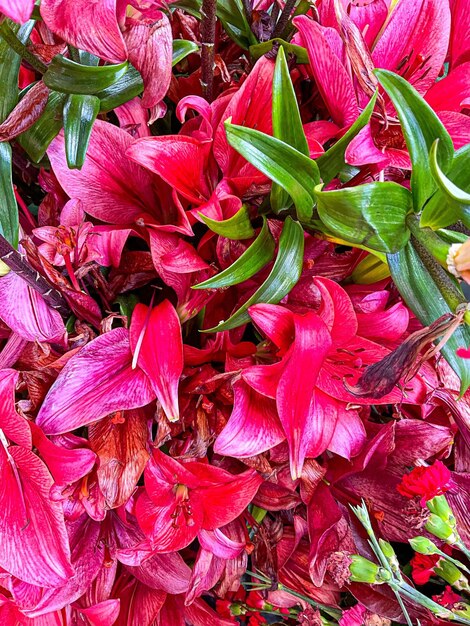 Verschillende soorten natuurlijke bloemen