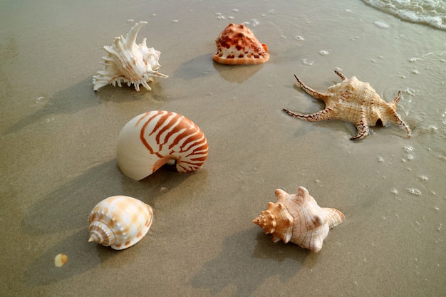 Verschillende soorten prachtige natuurlijke zeeschelpen op het natte zandstrand