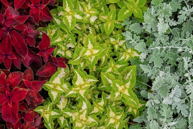 Verschillende soorten siernetel- en cineraria-planten op bloembed naast elkaar geplant close-up