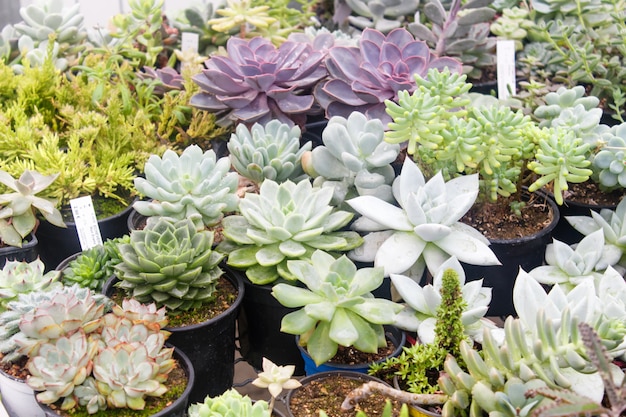 Verschillende soorten succulent in bloempotten in de kas