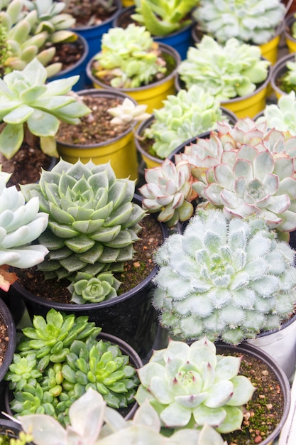 Verschillende soorten succulent in bloempotten in de kas